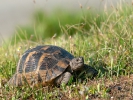 Γραικοχελώνα / Common Tortoise (Testudo graeca) (L. Simitzi)