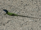 Πράσινη σαύρα / Green Lizzard (Lacerta viridis viridis) (K. Panagiotidis)