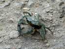 Καβούρι / Crab (E. Stets)