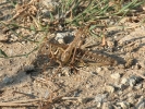 Ακρίδα / Locust (K. Panagiotidis)