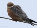 Μαυροκιρκίνεζο / Red-footed Falcon (Falco vespertinus) (K. Panagiotidis)