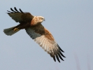 Καλαμόκιρκος / Marsh Harrier (Circus aeruginosus) (S. Mills)