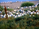Μαυροκέφαλοι / Mediterranean Gulls (Larus melanocephalus) (A. Athanasiadis)