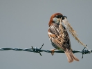Χωραφοσπουργίτης / Spanish Sparrow (Passer hispaniolensis) (L. Simitzi)