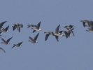 Νανόχηνες / Lesser White-fronted Geese (Anser erythropus) (K. Panagiotidis)