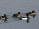 Μαυροκέφαλες πάπιες / Tufted Ducks (Aythya fuligula) (Α. Athanasiadis)
