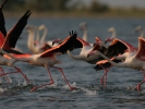 Φοινικόπτερα / Greater Flamingos (Phoenicopterus roseus) (A. Athanasiadis)
