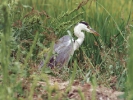 Σταχτοτσικνιάς / Grey Heron (Ardea cinerea) (A. Athanasiadis)