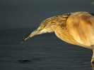 Κρυπτοτσικνιάς / Squacco Heron (Ardeola ralloides) (C. Vlahos)