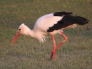 Πελαργός / White Stork (Ciconia ciconia) (K. Panagiotidis)