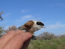 Δακτυλίωση πουλιού, Δέλτα Έβρου / Ringing bird Evros Delta  (E. Stets) 