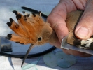 Δακτυλίωση πουλιού, Δέλτα Έβρου 2009 / Bird ringing Evros Delta 2009 (E. Stets) 