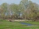 Βόσκηση προβάτων / Sheep grazing  (E. Stets)