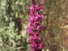 Ορχιδέα / Orchid (A. Athanasiadis)