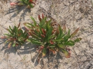 Αμμοθινική βλάστηση / Dunes vegetation (A. Athanasiadis)