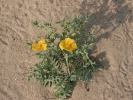 Αμμοθινική βλάστηση / Dunes vegetation (A. Athanasiadis)