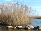 Καλαμιές στον Δυτικό Βραχίονα / Reeds by the Western Branch (E. Makrigianni)