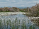 Εποχιακός υγρότοπος στις Αλμύρες  / Temporary fresh water marsh in Almires (E. Stets)