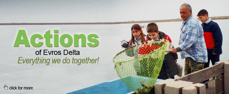 Activities: Everything we do together at Evros Delta!