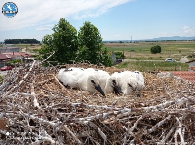 White Stork ringing, summer 2021