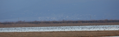 Another big swan concentration in Evros Delta !