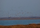 Mid-winter Counts in the Evros Delta Mid-winter Counts in the Evros Delta