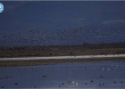 New national record for the Ruddy Shelducks in the Evros Delta New national record for the Ruddy Shelducks in the Evros Delta