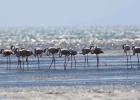 Flamingos Flamingos