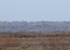 The Lesser White-fronted Geese again in the Delta! The Lesser White-fronted Geese again in the Delta!