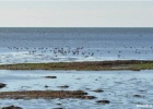 New national record for the Red Knots in the Evros Delta New national record for the Red Knots in the Evros Delta
