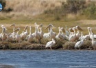 The impressive birds migration The impressive birds migration