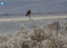 The Eagle of the Delta ... The Eagle of the Delta ...