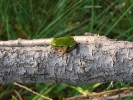 Δενδροβάτραχος / European Tree Frog (Hyla arborea) (E. Stets)
