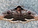 Νυχτοπεταλούδα / Moth (E. Stets)