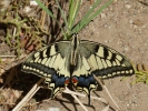 Πεταλούδα / Swallowtail butterfly (E. Stets)