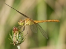  Λιβελούλα / Dragonfly (E. Stets) 