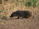 Σκαντζόχοιρος / Hedgehog (K. Panagiotidis)