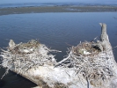 Φωλιές Κορμοράνων / Cormorant nests (Phalacrocorax carbo) (E. Makrigianni) 
