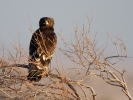 Στικταετός / Spotted Eagle (Aquila clanga) (S. Mills)