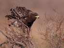 Στικταετός / Spotted Eagle (Aquila clanga) (S. Mills)