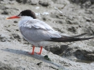  Ποταμογλάρονο / Common Tern (Sterna hirundo) (K. Panagiotidis)
