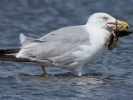 Ασημόγλαρος / Yellow-legged Gull (Larus michahellis) (K. Panagiotidis)