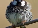 Χωραφοσπουργίτης / Spanish Sparrow (Passer hispaniolensis) (S. Mills) 