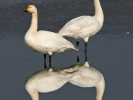 Νανόκυκνοι / Bewick's Swans (Cygnus columbianus) (S. Mills)