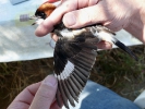 Δακτυλίωση πουλιού, Δέλτα Έβρου 2009  / Ringing bird Evros Delta  2009 (E. Stets) 