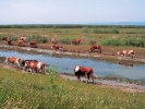 Βόσκηση βοοειδών / Cattle grazing (A. Athanasiadis) 