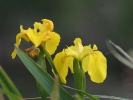 Ίριδα / Iris (A. Athanasiadis)