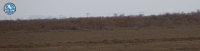 The Lesser White-fronted Geese back in Evros Delta!