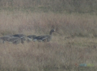 The Lesser White Fronted Geese again in Evros Delta