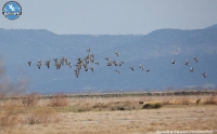 LIFE Project for the Lesser White-fronted Goose in Europe